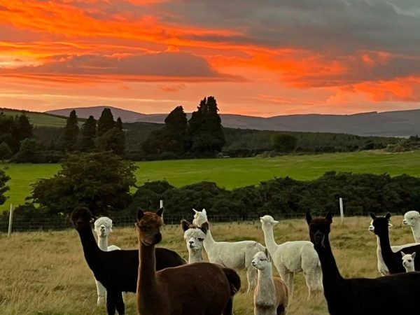 K2 Alpaca Farm Experiences 11