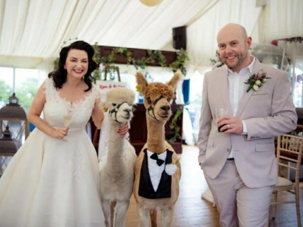 K2 Alpaca Farm Experiences 12