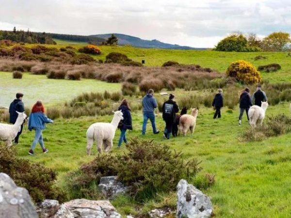 K2 Alpaca Farm Experiences 2