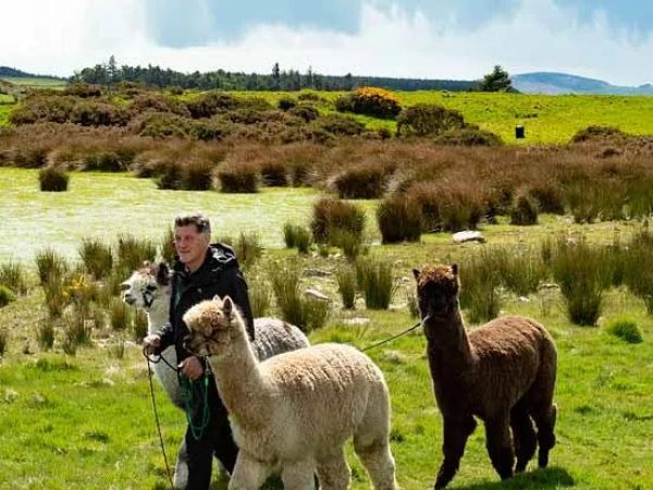K2 Alpaca Farm Experiences 3