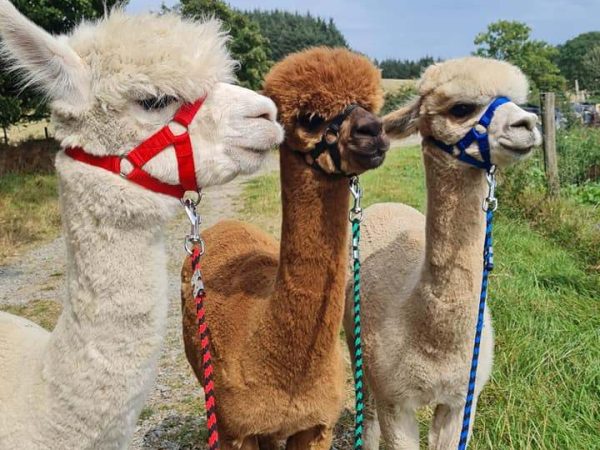 K2 Alpaca Farm Experiences 4