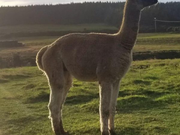 K2 Alpaca Farm Experiences 5