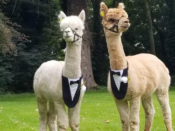 K2 Alpaca Farm Experiences 6