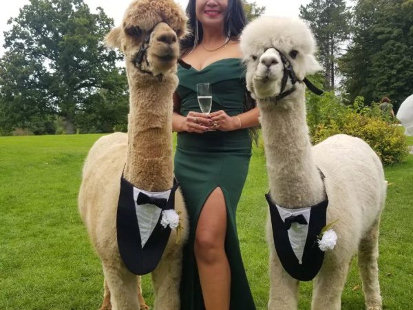 K2 Alpaca Farm Experiences 7