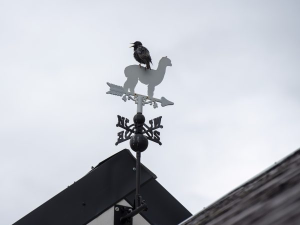 K2 Cottages Alpaca Weathervein 161 K2 Alpacas