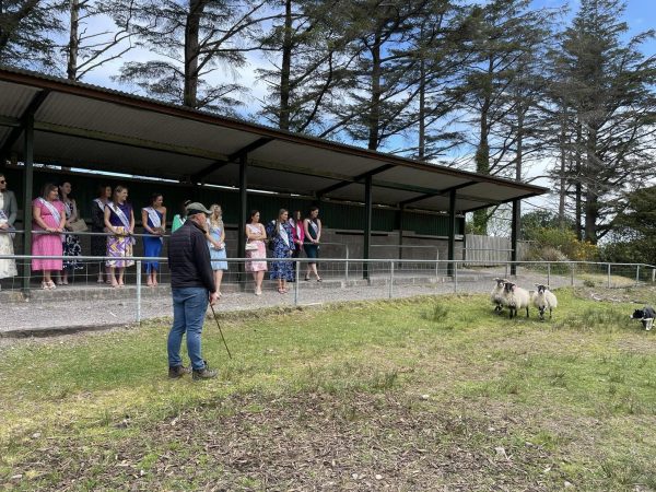 Kells Sheepdogs 10