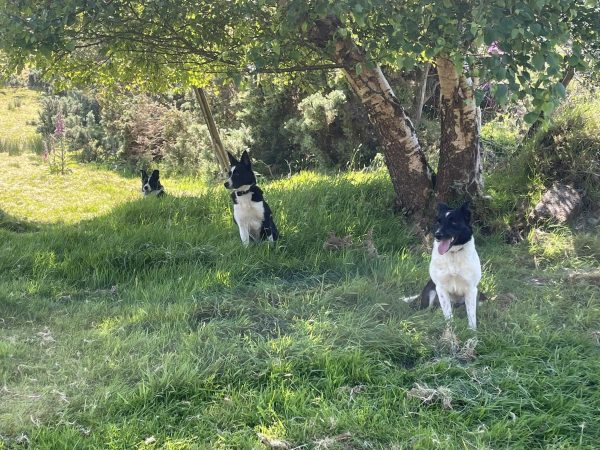 Kells Sheepdogs 11