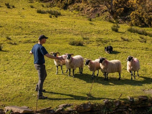 Kells Sheepdogs 1
