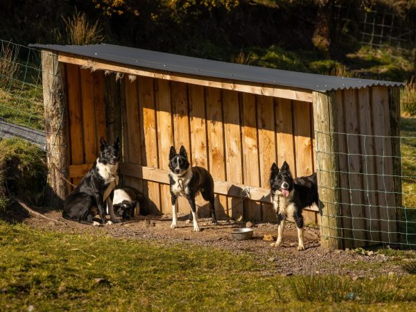 Kells Sheepdogs 3