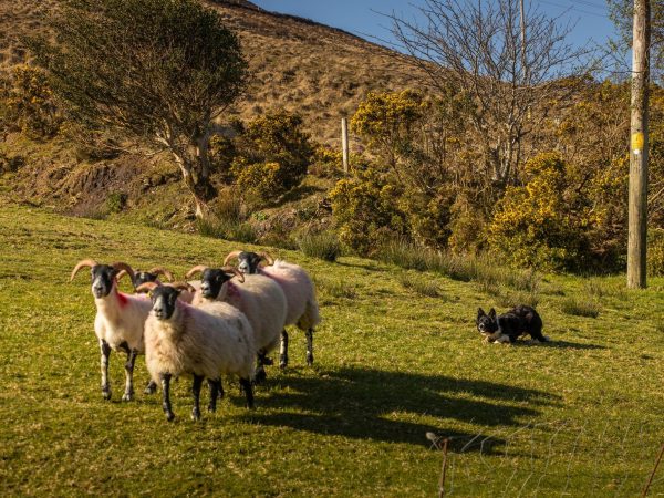 Kells Sheepdogs 5