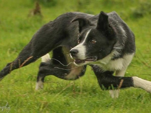 Kells Sheepdogs 8