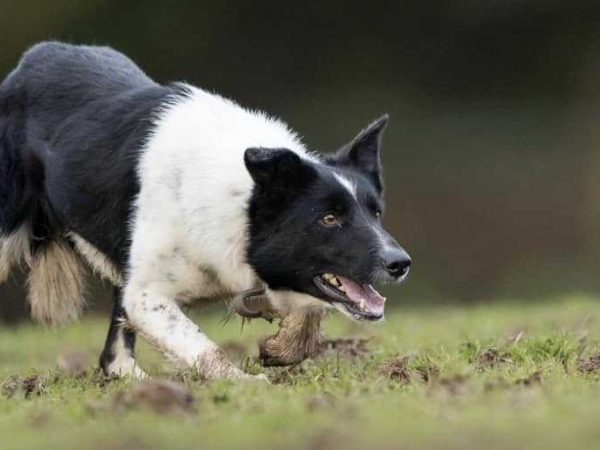 Kells Sheepdogs 9