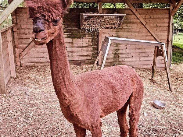 Kennedys Pet Farm 4