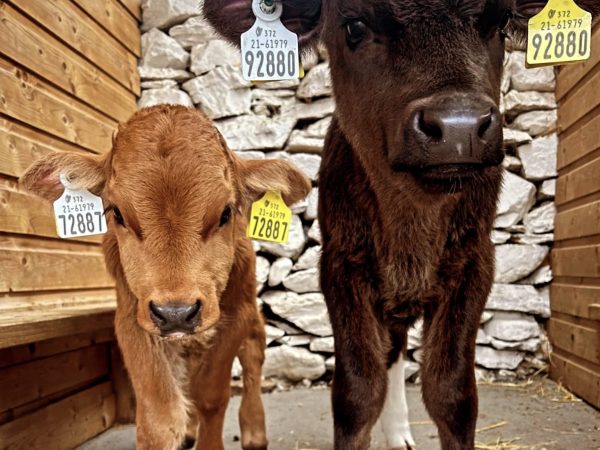 Kennedys Pet Farm 7
