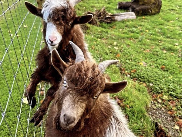 Kennedys Pet Farm 8
