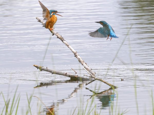 Kingfishers Lullymore Heritage Park Summer 2023 Small Web