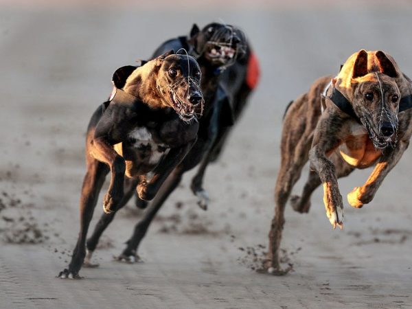 LIMERICK GREYHOUND STADIUM 5