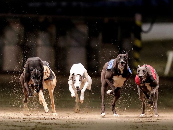 LIMERICK GREYHOUND STADIUM 7