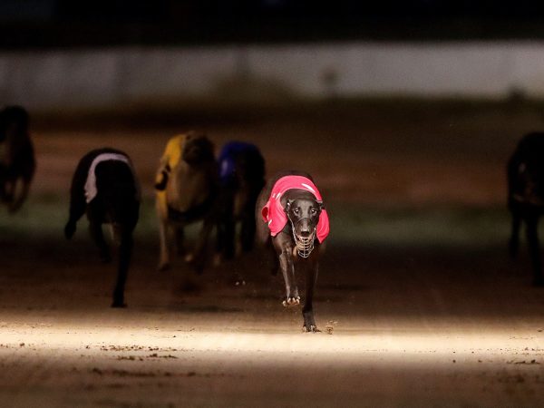 LIMERICK GREYHOUND STADIUM 8