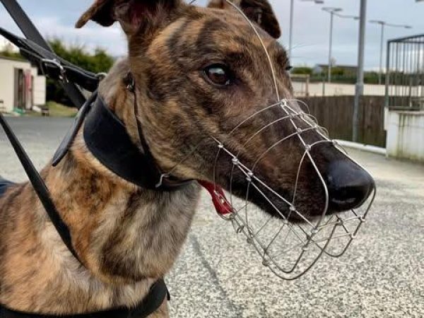 Lifford Greyhound Stadium 5