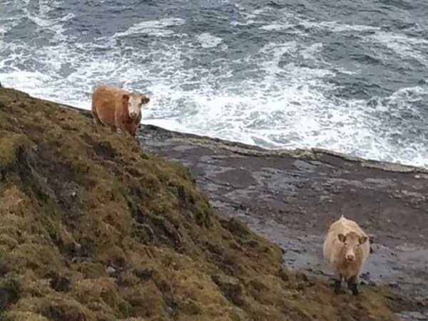 Loop Head Walking Tours 5