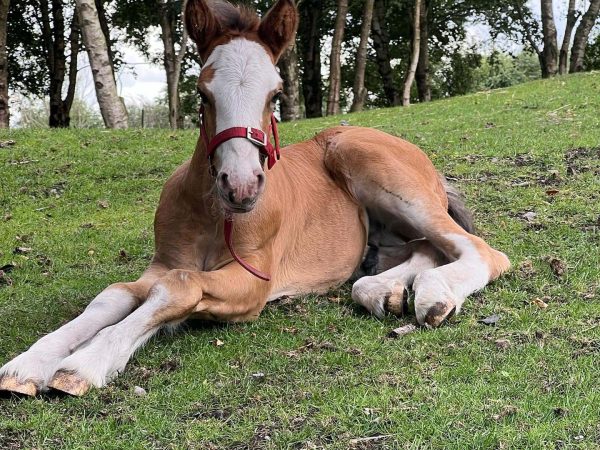 Lullymore Heritage 10