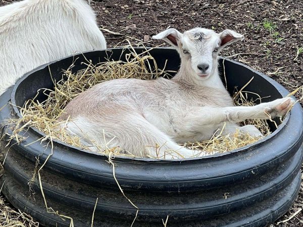 Lullymore Heritage 9