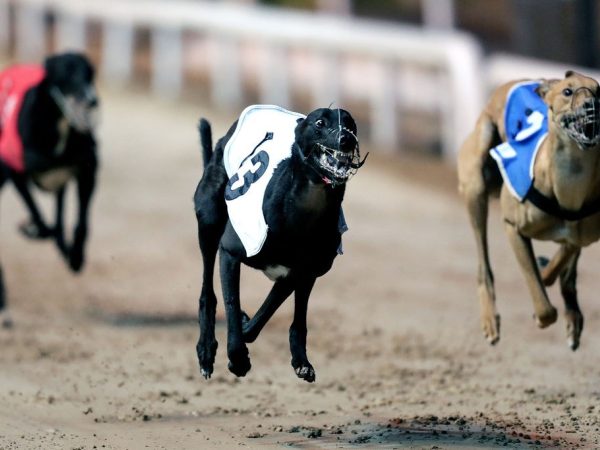 Mullingar Greyhound Stadium 5