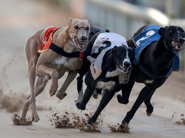 Mullingar Greyhound Stadium 8