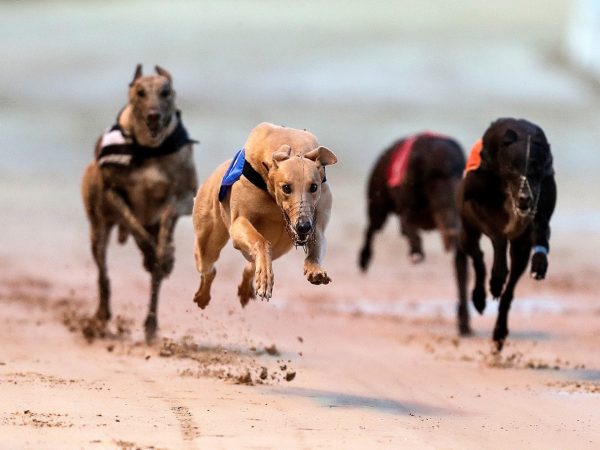 Newbridge Greyhound Stadium 4