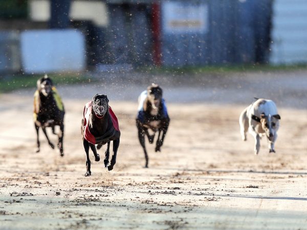 Newbridge Greyhound Stadium 5