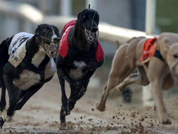 Newbridge Greyhound Stadium 6