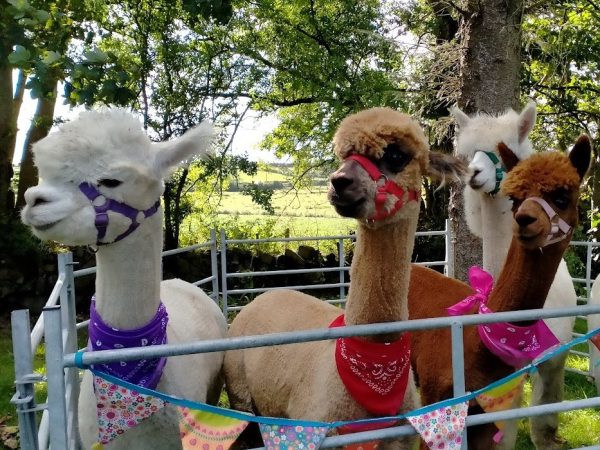 North Coast Alpacas 11