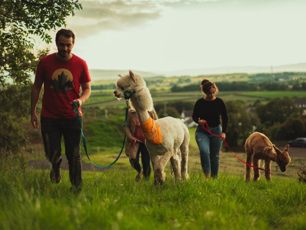 North Coast Alpacas 13