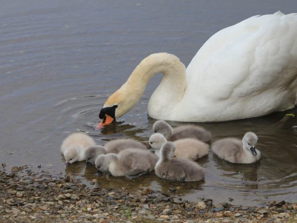 Oakfield Park 11