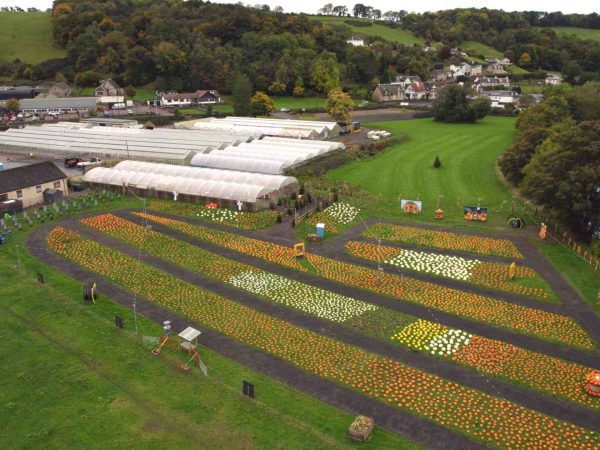 Pumpkin Picking 10