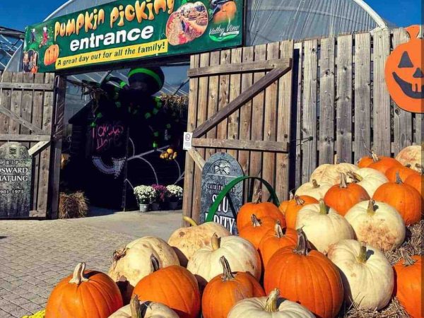 Pumpkin Picking 11