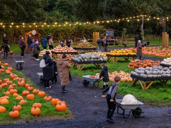 Pumpkin Picking 12