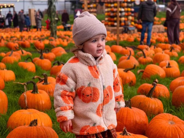 Pumpkin Picking 3