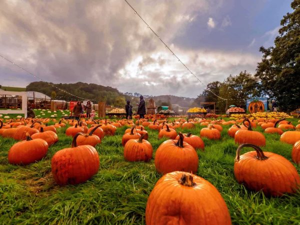 Pumpkin Picking 5