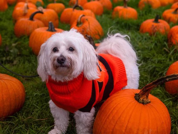 Pumpkin Picking 8
