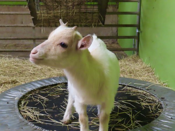 Red Mountain Farm 10