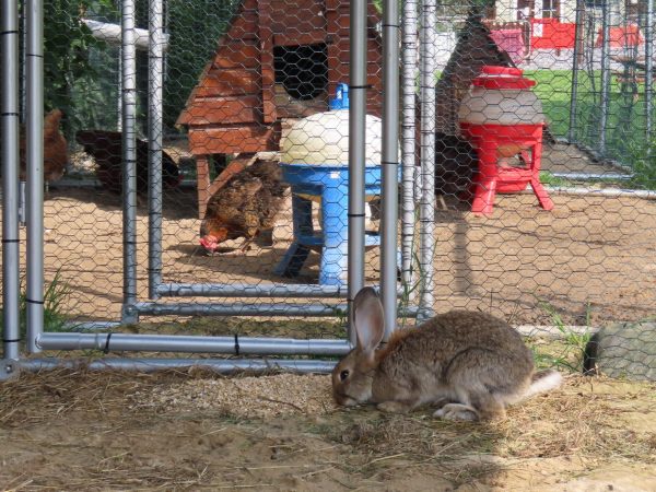 Red Mountain Farm 11