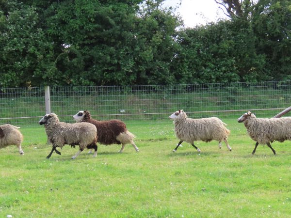 Red Mountain Farm 13