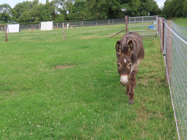 Red Mountain Farm 14