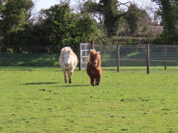 Red Mountain Farm 15