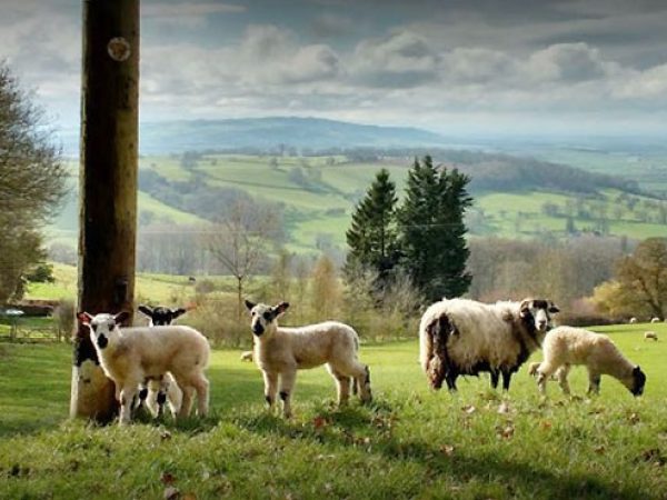 Rookery Farm Glamping 9