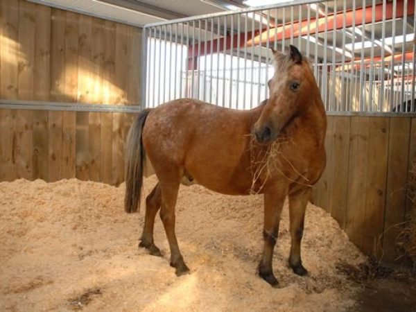 Roscommon Equestrian Centre 6