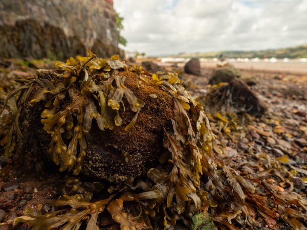 Sneem Seaweed Baths 4