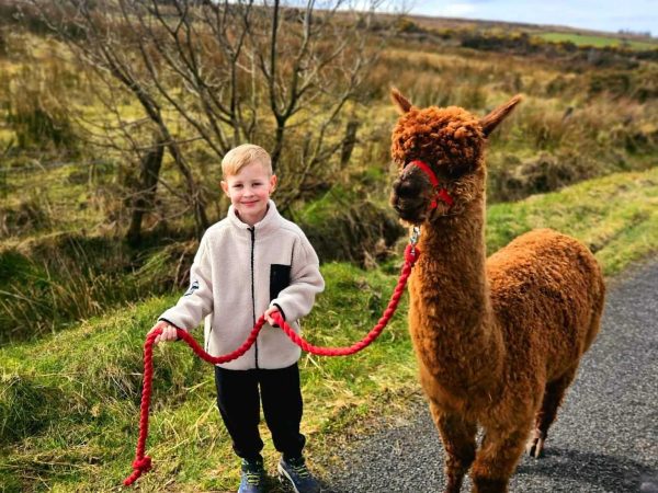 Sperrin Alpacas 11